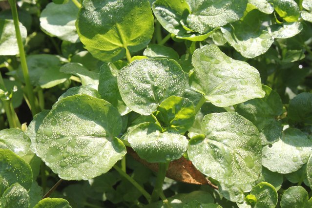 新日本カレンダー広報室 今日の花言葉 3月15日 クレソン 順調 O W O 365日の誕生花 花言葉 クレソン 順調 花 Flower 広報室 今日の花言葉 カレンダー Calendar T Co Qnenhzgxwi Twitter 新日本カレンダー広報室 今日の花言葉 3月15日 クレソン 順調 O W O 365日の誕生花 花言葉 クレソン 順調 花 Flower 広報室 今日の花言葉 カレンダー Calendar T Co Qnenhzgxwi Twitter