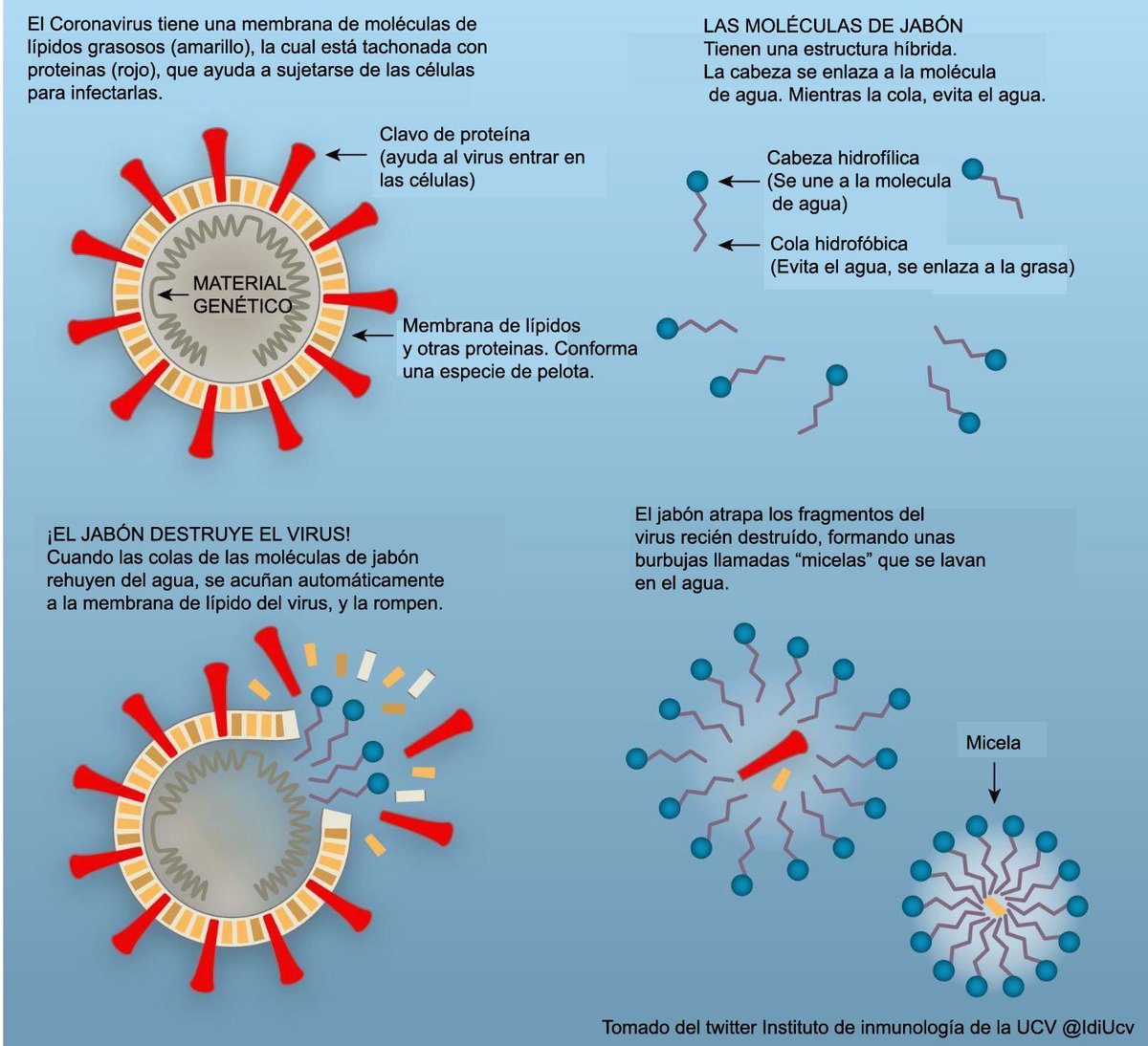 IdiUcv's tweet photo. ¿Por qué lavarse las manos con jabón combate el virus?  Esencialmente el coronavirus tiene una cubierta de grasa, la cual el jabón destruye y por lo tanto inactiva al virus. https://t.co/PKgVDV6XnV