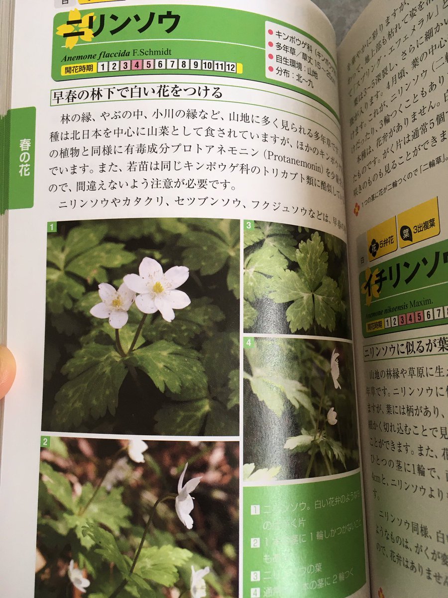 ちゅうすけ ピーキー人間 雑草図鑑を見てたんだけど キンポウゲ科の山菜は採らない方が良いだろうな ニリンソウと トリカブトの件は知ってたし キンポウゲの毒草率の高さも知ってたけど イチリンが毒で ニリンが少量ならokだけど 花が2輪から1輪 ちゅうすけ ピーキー人間 雑草図鑑を見てたんだけど キンポウゲ科の山菜は採らない方が良いだろうな ニリンソウと トリカブトの件は知ってたし キンポウゲの毒草率の高さも知ってたけど イチリンが毒で ニリンが少量ならokだけど 花が2輪から1輪