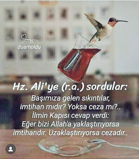 Ular qizning mushukiga suv quyadilar