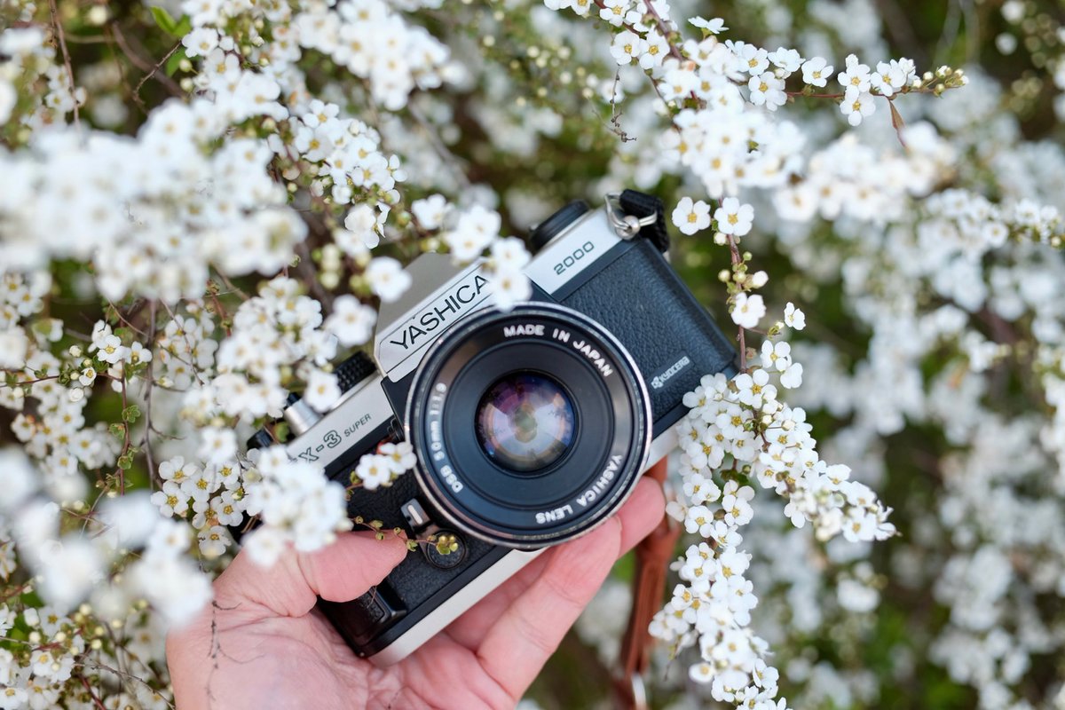 sosun80's tweet photo. 華と寫眞器

#fujifilm_xseries #フィルムカメラ #filmcamera #minoltacord #yashica #pentax67 #coregraphy #indy_photolife https://t.co/aEY9pD7KSC