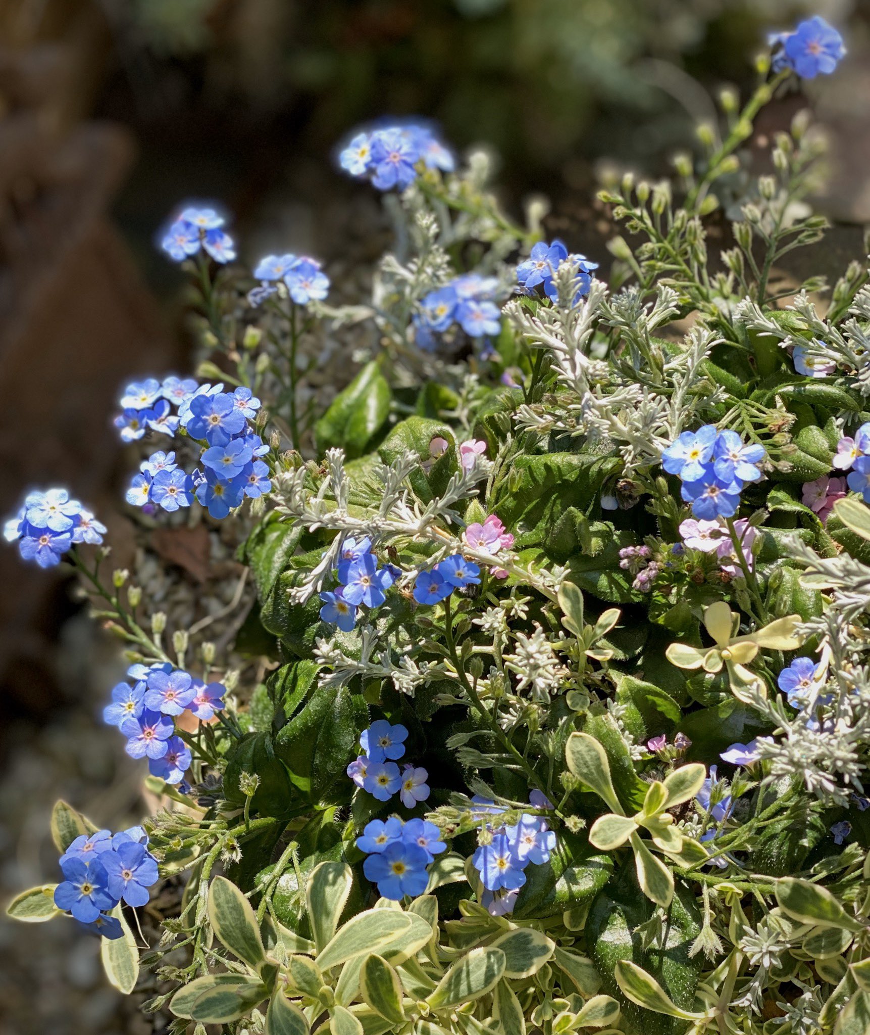 わたなべ花壇 入荷速報 ミオソティス ミオマルク 大輪の忘れな草です 花言葉は 私を忘れないで わたなべ花壇