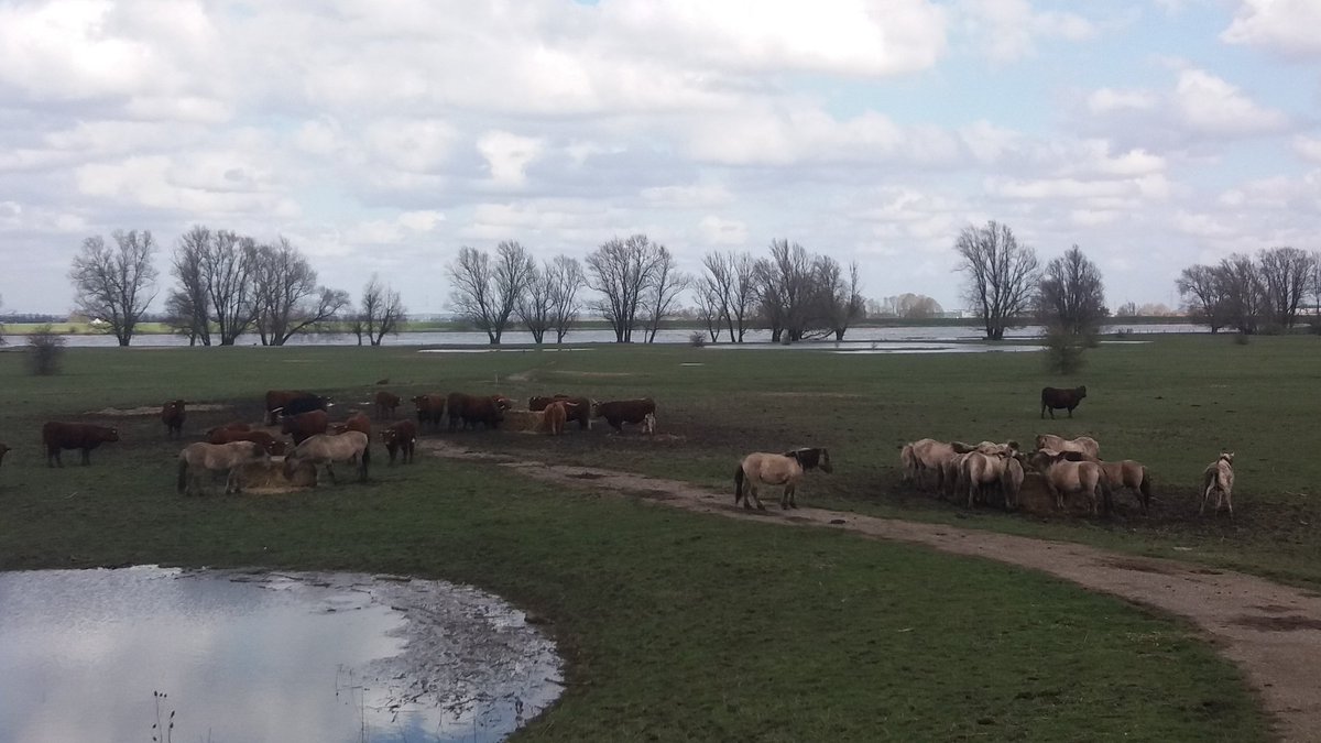 Het gras is aan het groeien. Het eind van de winter voor de grazers van <a href="/FREE_Nature/">FREE Nature</a> kondigt zich aan. Nog een paar pakken hooi gebracht naar de #Beuningen uiterwaard ivm hoogwater.