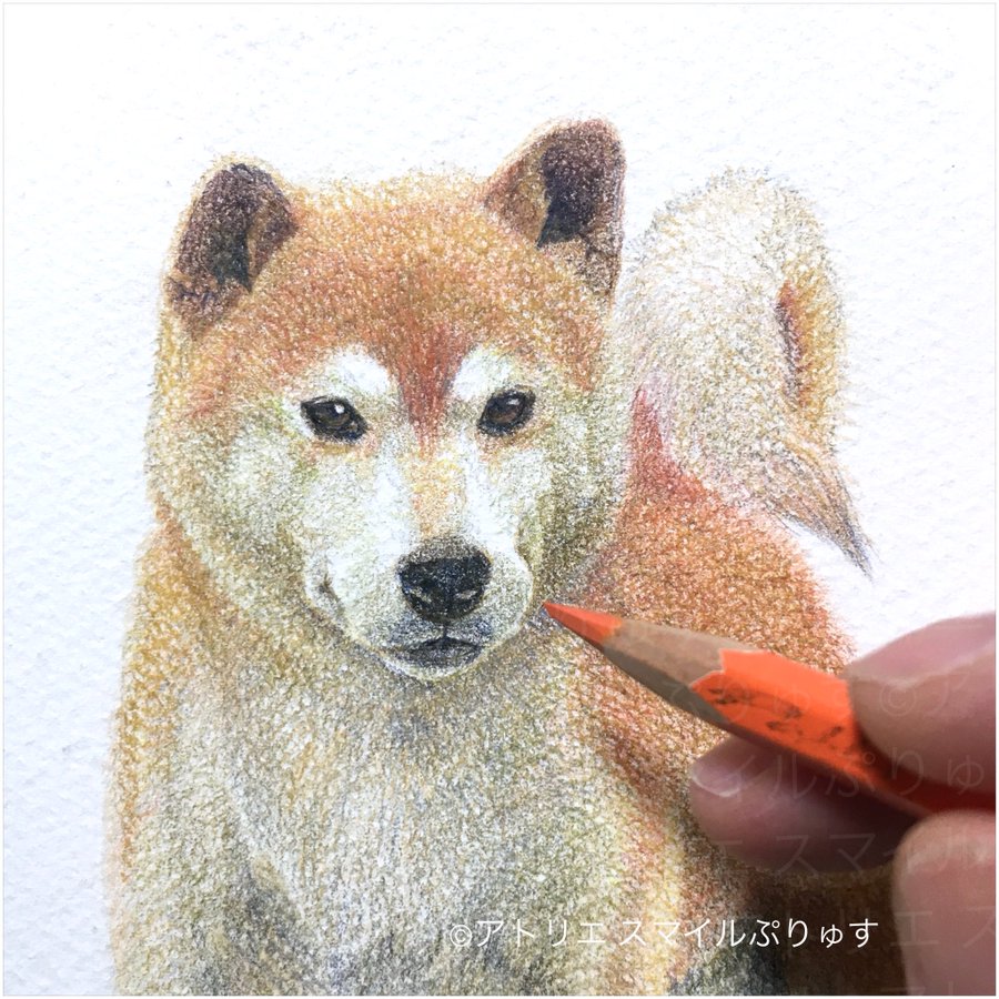色鉛筆で描かれた素敵な柴犬のイラストや柴犬の書き方を紹介します Maccoの柴犬 Funブログ