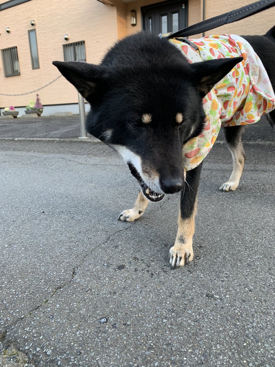 天弓号 イケメンすぎる四国犬 耳が可愛い 四国犬 天弓号 イケメンすぎる四国犬 耳が可愛い 四国犬