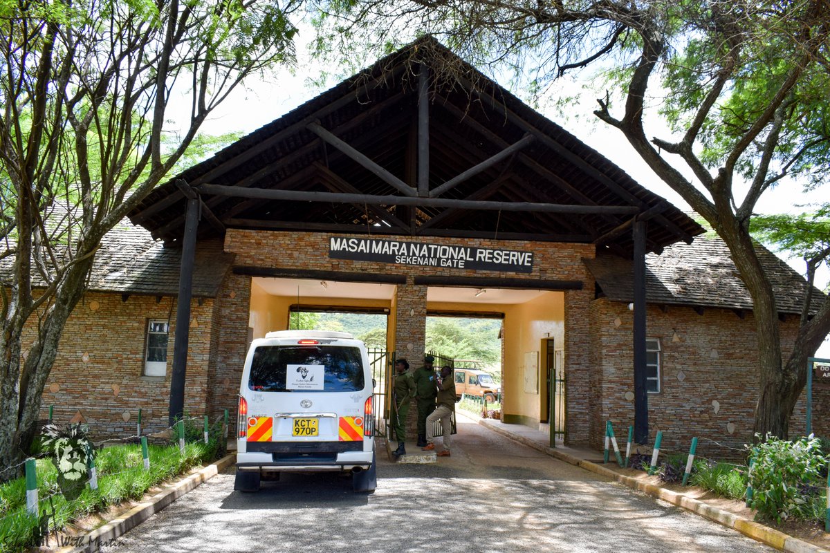 CustomSafari's tweet photo. The Great Masai Mara, the perfect safari destination for a family holiday ..take advantage of low season rates valid from April - June 30th. 
Thread of hand picked camps &amp; lodges offering an amazing stay in the wild. #Customsafari #Familysafari #Privategroupsafaris #twendesafari https://t.co/UbXZpuUzGn