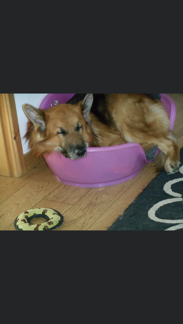 DebbieScrivene1's tweet photo. This little gem popped up bless him #gsd #myboy #misshim #topdog #wrongbed https://t.co/zSCBJumfWN
