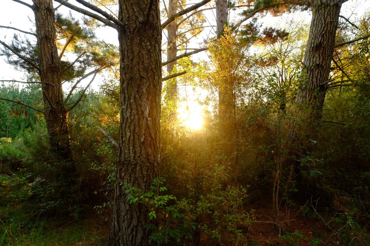 LacticTurkey's tweet image. COVID-19 Pandemic Update - 2020 Riverhead Backyard ReLaps Ultra &amp;amp; Relay - mailchi.mp/lacticturkey/2…