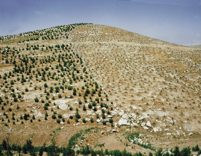 Iqbalhuszaidey's tweet photo. Tahukah anda, di israel, mereka telah menanam pokok Gharqad dengan sangat banyak?

Kalian tahu tak kenapa mereka menanam pokok ini? Kita tahu yahudi ni bangsanya licik, jadi pergerakan mereka mesti ada agenda tersendiri. Agak korang, kenapa mereka tanam pokok gharqad? https://t.co/jr2JpO7tYT