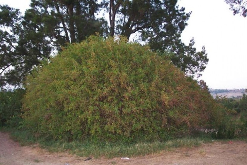 Iqbalhuszaidey's tweet photo. Tahukah anda, di israel, mereka telah menanam pokok Gharqad dengan sangat banyak?

Kalian tahu tak kenapa mereka menanam pokok ini? Kita tahu yahudi ni bangsanya licik, jadi pergerakan mereka mesti ada agenda tersendiri. Agak korang, kenapa mereka tanam pokok gharqad? https://t.co/jr2JpO7tYT