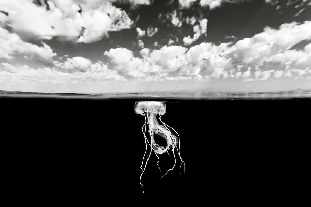 WIRED's tweet photo. Escape the news for a moment and head to the ocean. These exquisite underwater photos will help: https://t.co/3uIIxYlEsr
📸: Christian Vizl https://t.co/7gNvZNM5FR