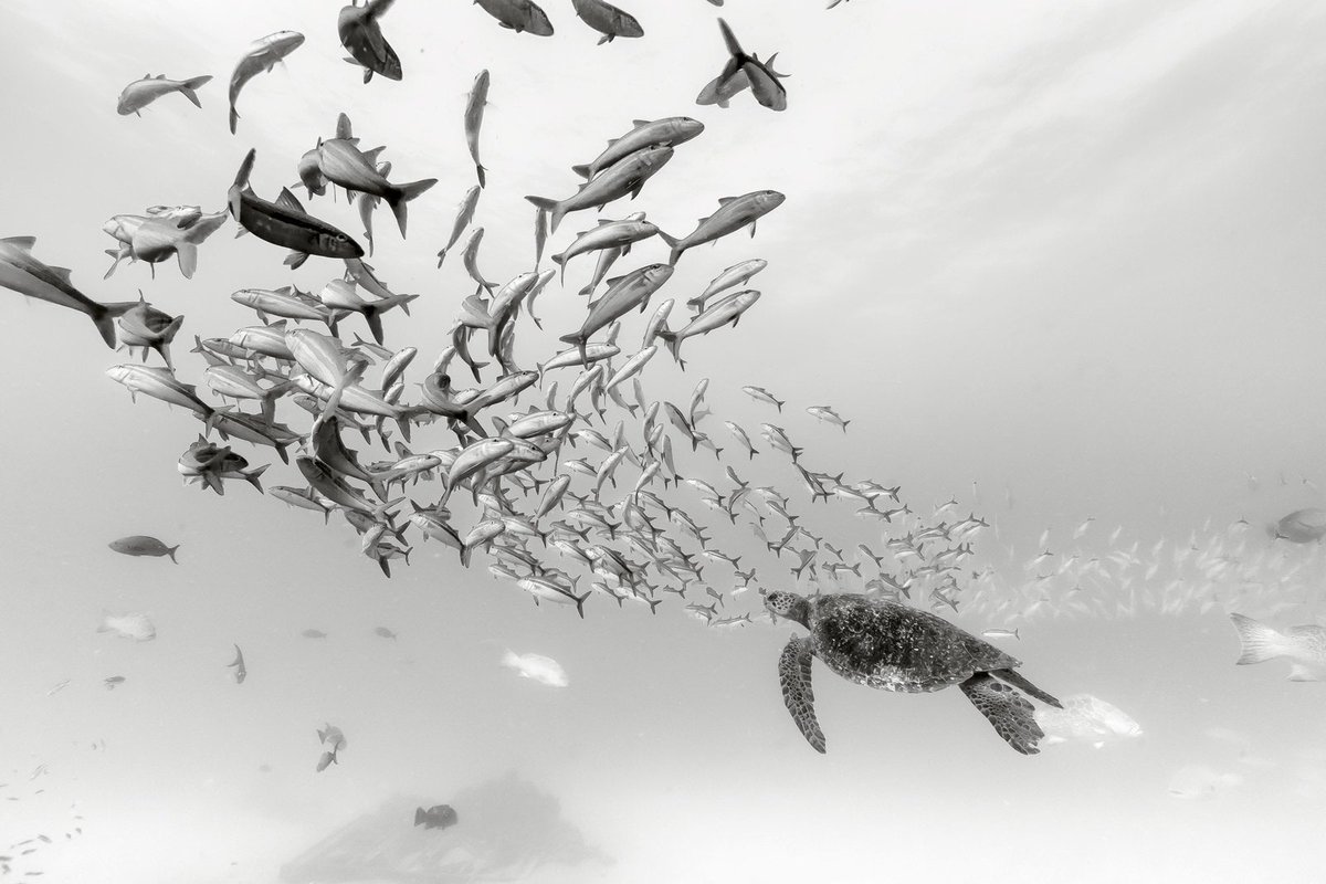 WIRED's tweet photo. Escape the news for a moment and head to the ocean. These exquisite underwater photos will help: https://t.co/3uIIxYlEsr
📸: Christian Vizl https://t.co/7gNvZNM5FR