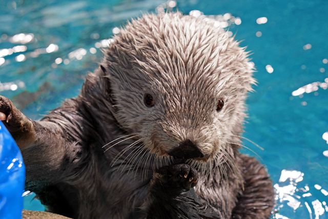 ラッコがいる 見れる水族館はどこ 122頭いたラッコは今はたった4頭に減ってしまいました