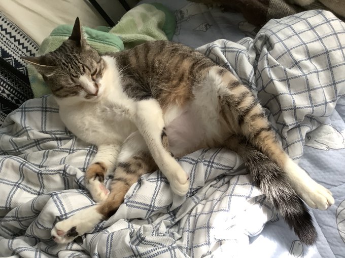 失われた野生のtwitterイラスト検索結果