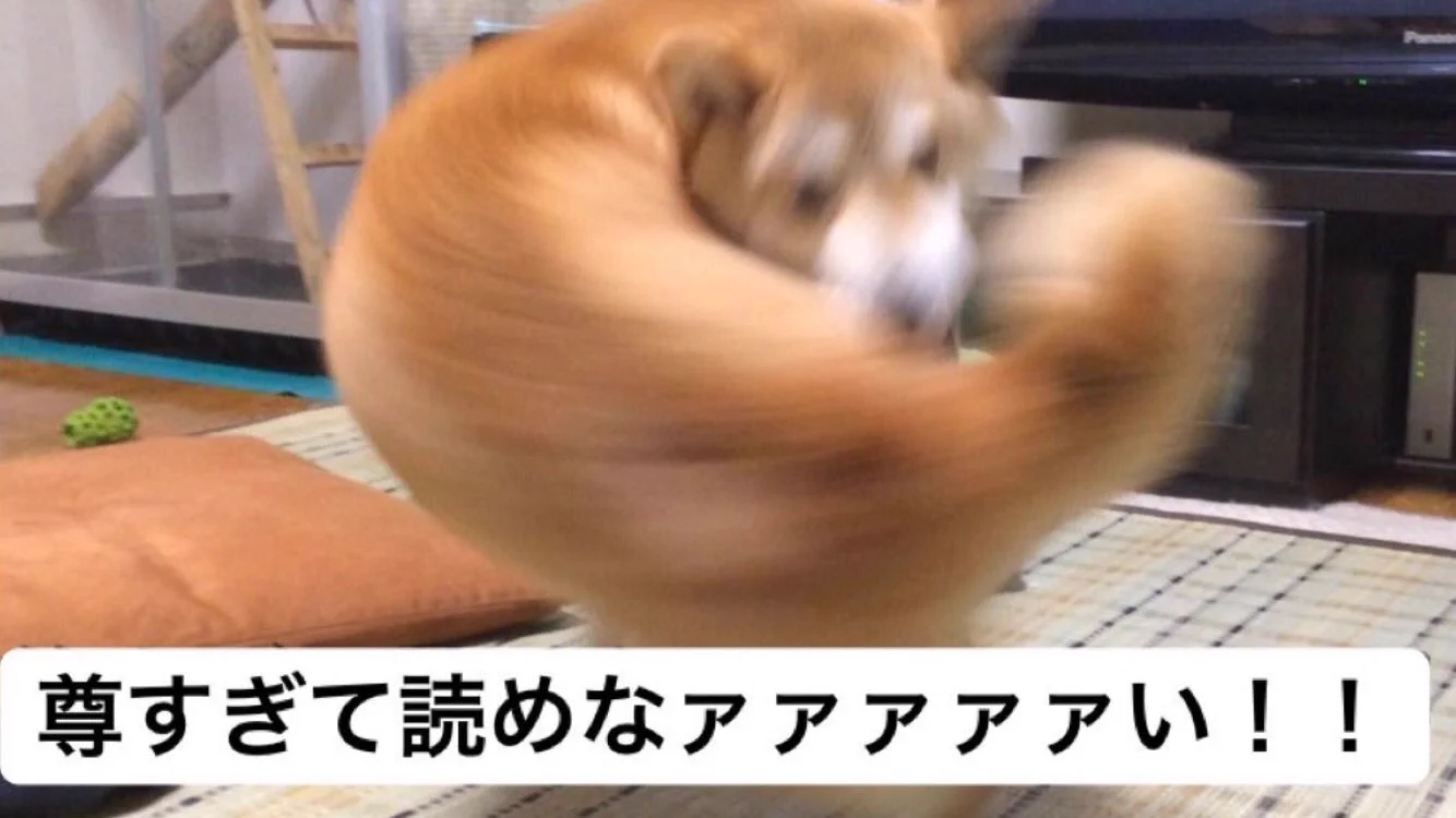 @vice29493493 なんだこれは！ 
