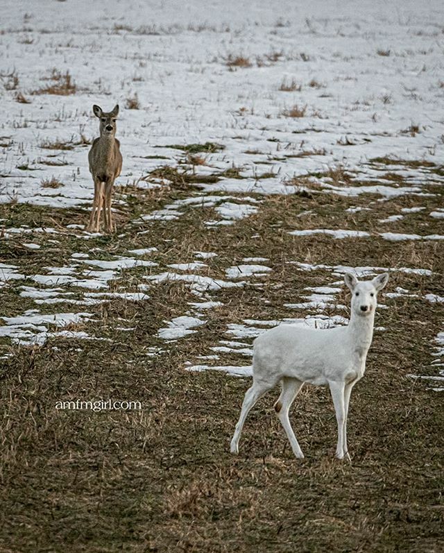 amfmgirlphoto's tweet photo. Nice to see this guy again out there. #whitetail #deer #whitedeer #ruralwi https://t.co/RWuNTgNmz4 https://t.co/l0rSobsW35