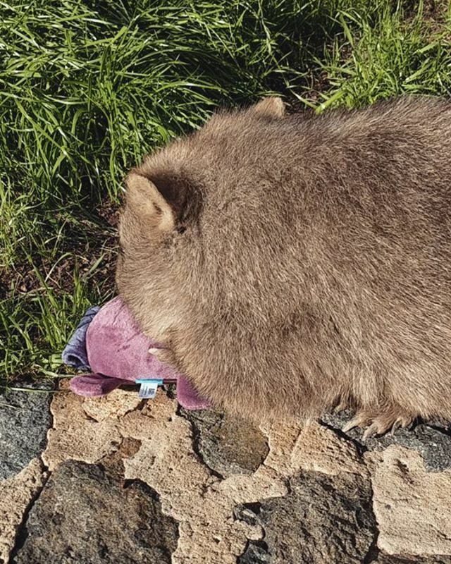 and_wilbur's tweet photo. Wilbur has a few new toys that his friends at @barkbox sent him. As you can see he's quite fond of the platypus 😊
We have heaps more videos and images of Wilbur playing with his new toys to come 😉
.
.
.
#wombat #wombats #wombatlover #wombatrescue #au… https://t.co/sqs9mMcb12 https://t.co/LE61U8dJ8r