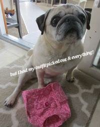 MilwPugFest's tweet photo. Due to COVID-19 Coronavirus, we are heartbroken to report that the May 16-17, 2020 16th Annual Milwaukee Pug has been CANCELLED. We will work to find a new date and keep you updated. #COVIDー19 #pugrescue #StayHome https://t.co/CYiDMAOYC5