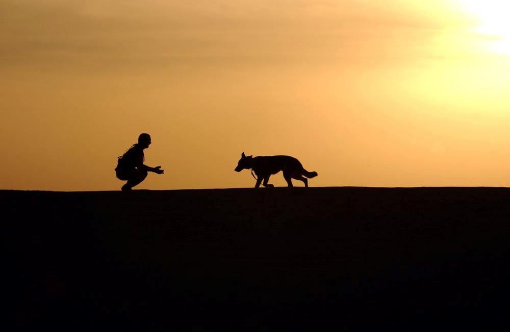 abenitezburraco's tweet photo. New preprint: "A Feedback Loop Between Human Self-Domestication and Dog Domestication Contributing to Language Evolution?"
https://t.co/zI4HvTEoRY
@bharedogguy #dogs #selfdomestication https://t.co/t5XIq0MGMe