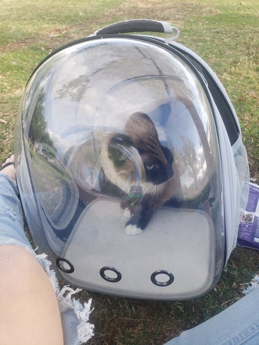 TW Pornstars - Kit Kalypso🐛. The latest pictures and videos from