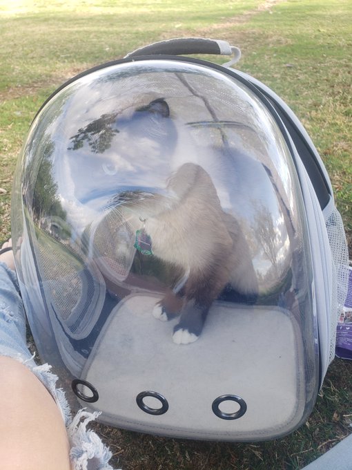 TW Pornstars - Kit Kalypso🐛. Pictures and videos from Twitter. Page 3