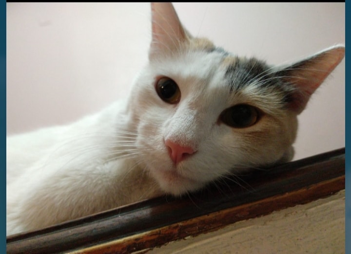 DeGatitos_'s tweet photo. #MoraMorenayAmorina
Se acuerdan de las gatitas rescatadas en Moreno?
A la derecha Amorina (ahora Luz) y a la izquierda Morena (ahora Gala) Hechas unas reinas con sus familias
Esta es su historia
https://t.co/J4DS8KpjDT
#EstoEsAmor
#recata #castra #adopta https://t.co/mZq4nJjNVl