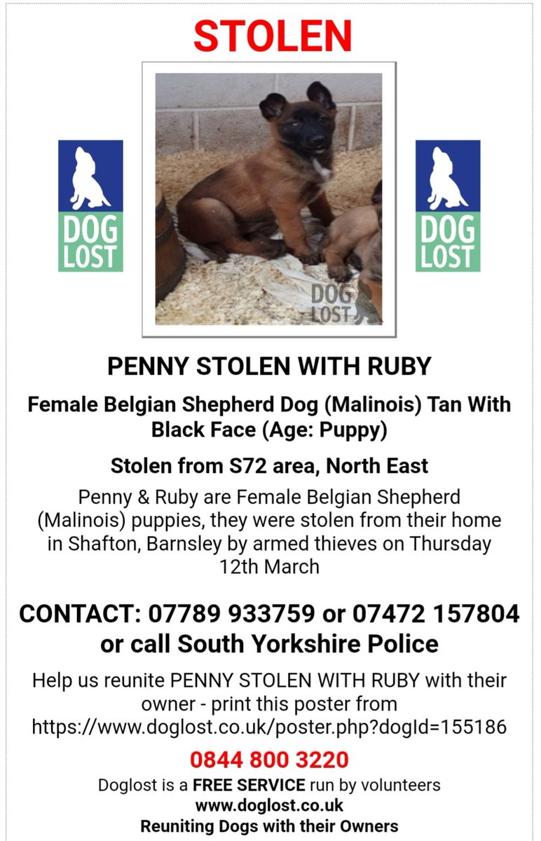 lisaphipps15's tweet photo. Stolen: RUBY AND PENNY Tan With Black Face Belgian Shepherd Dog (Malinois) PUPPIES Female #STOLEN FROM HOME #Shafton #Barnsley #S72 BY ARMED THIEVES @syptweet investigating #scanme #missingdog @DoglostUK #doglostuk #doglost #Dogtheft #Pettheftreform  https://t.co/Y3Tvp668hB https://t.co/6rNE0zyRg2