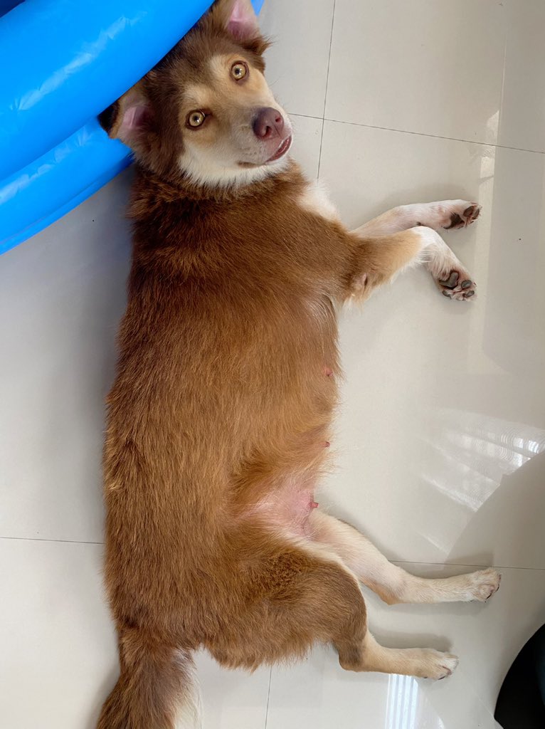 JelaiAndres's tweet photo. Gucci, aso kaba o biik? ๐ถ๐ท๐
#Biggirl #Gucci #LabraHusky #JelaiAndres #Mydaughter https://t.co/SSdZzog7VJ