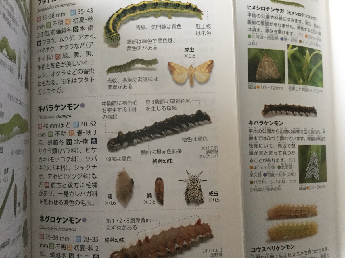 Mouuuusa イモハンとイモムシケムシ見てます キバラケンモン