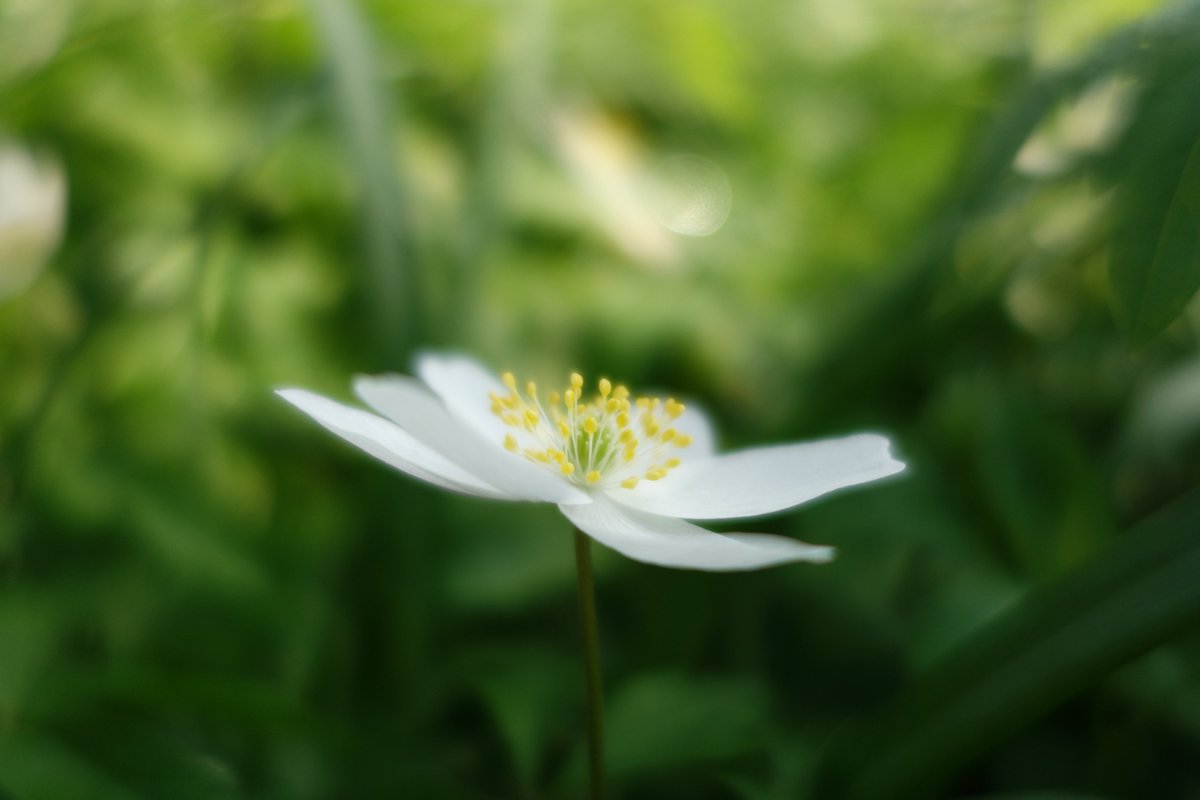 Een bemoedigings bloemetje voor iedereen die nu niet naar buiten kan, die naar buiten moet, verplicht moet werken, geen werk meer heeft, die ziek is, niet naar college mag, die naar school moet, die alleen is.. voor iedereen die blij wordt van een blik naar buiten... #coronavirus