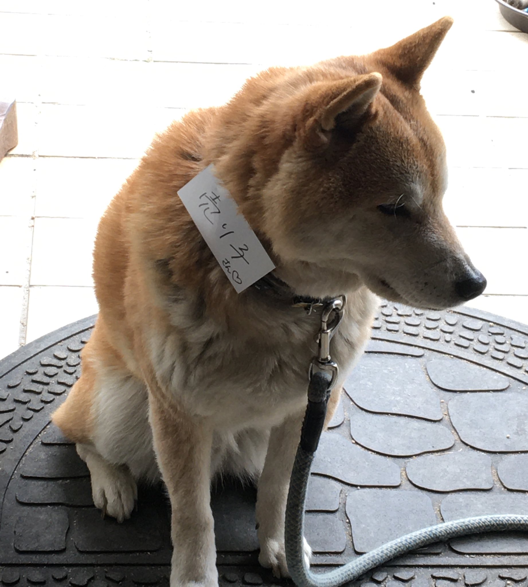 Nebusoku この犬 いつも虚無顔なんですが今日はいつも以上に虚無顔でした Nebusoku この犬 いつも虚無顔なんですが今日はいつも以上に虚無顔でした