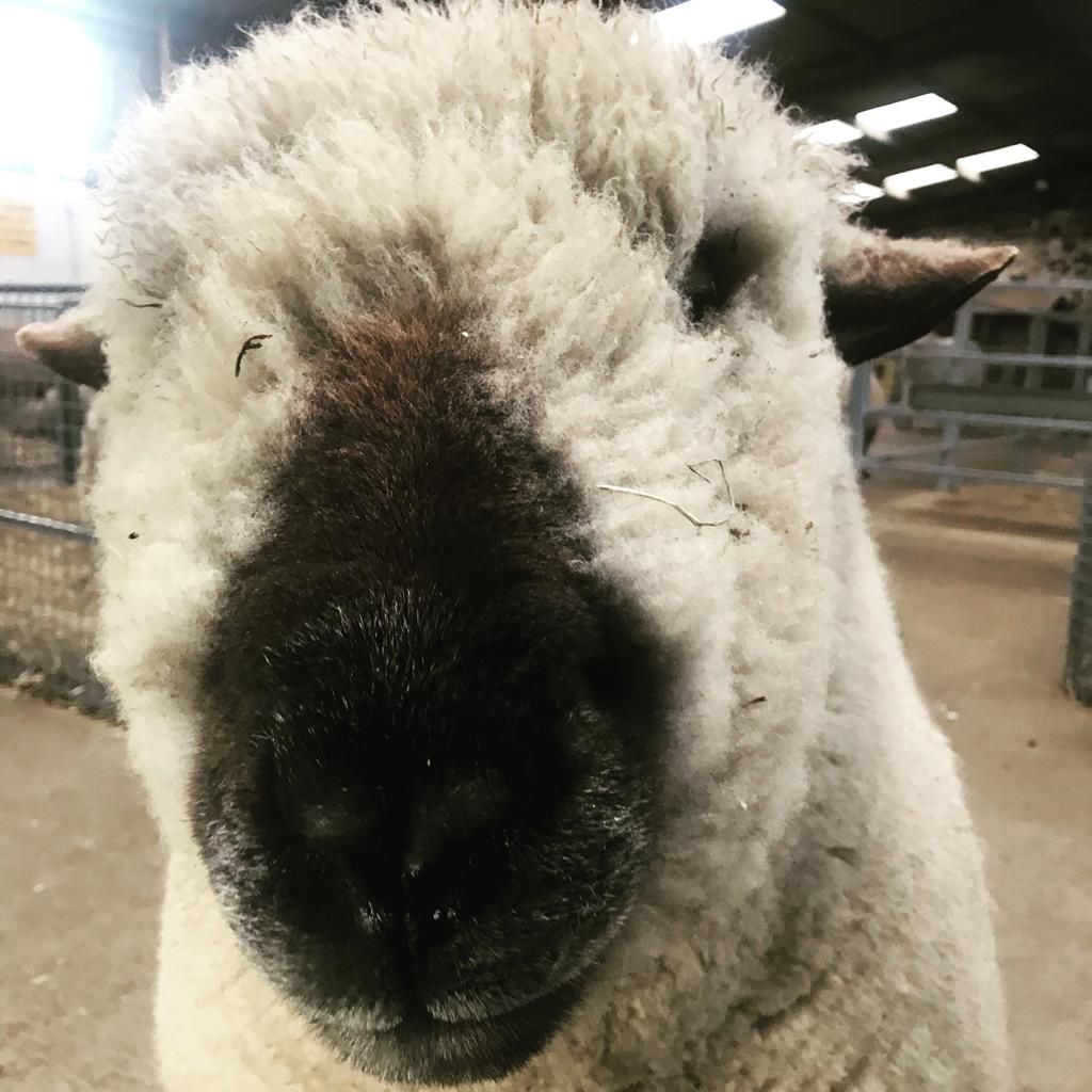 We thought everyone could use something to smile about.

Check out some of our cute animals 😍