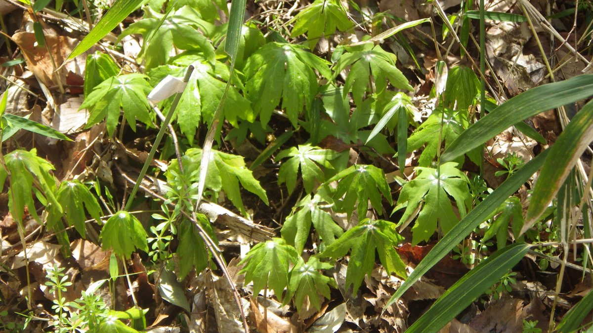 ヤブレガサ بحث في تويتر