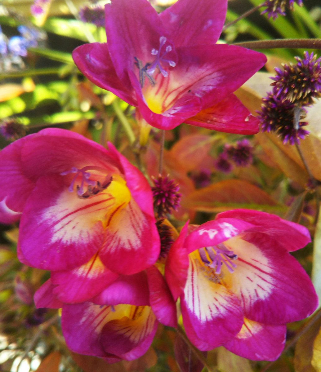 わっこ 春なのに コロナに というより コロナ対策のグダグタに 振り回されて お疲れ気味の皆さんへ フリージャーの花が 咲き始めました