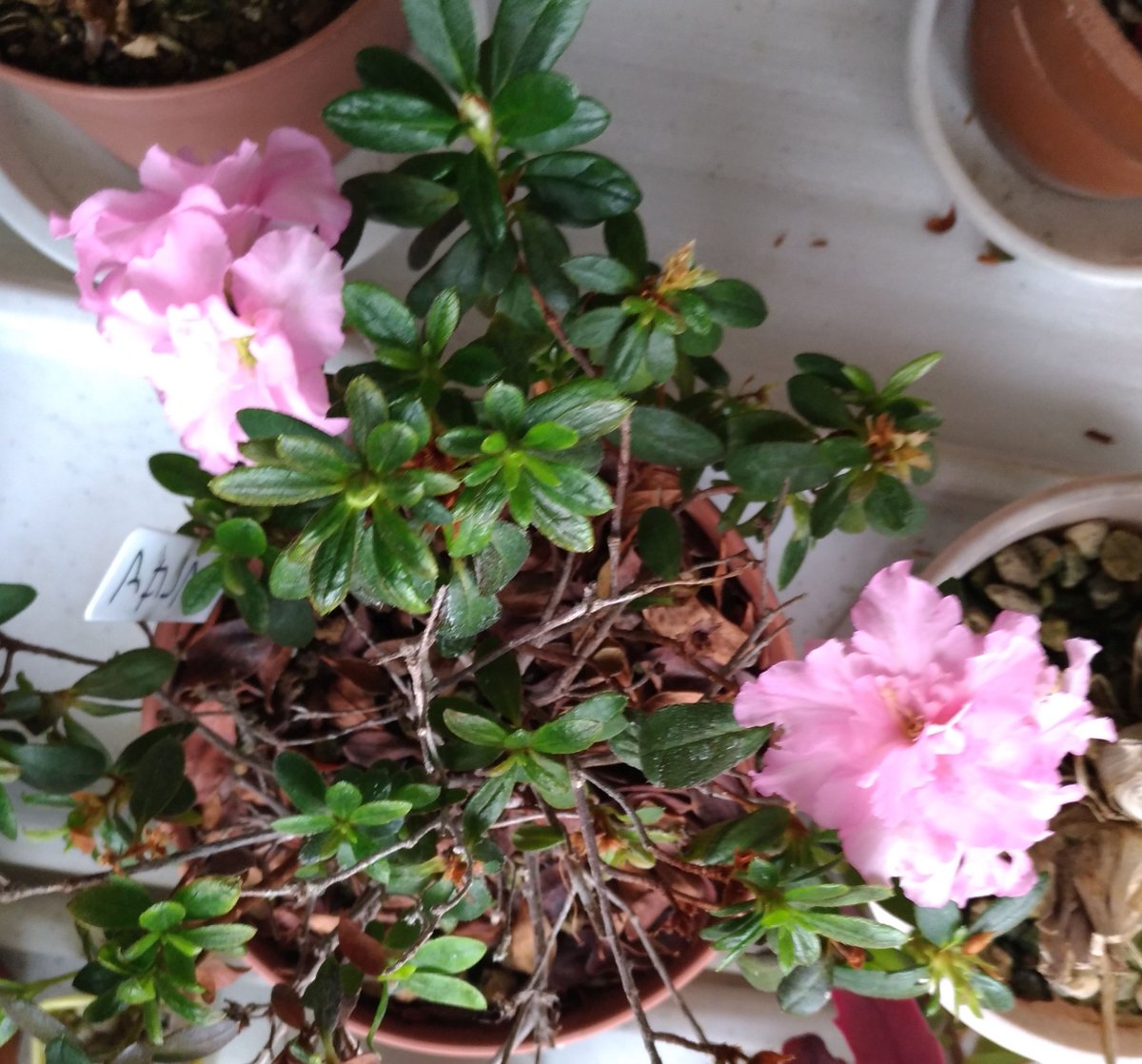 ট ইট র こころんグリーン ピンクのアザレアが優しく開いています 随分長い間咲いていますが そろそろ終わりかげんです 八重咲の花は やっぱり素敵ですね アザレア ピンク 八重咲 春 春の花 園芸品種 ツツジ科 園芸 ガーデニング 熊本市南区