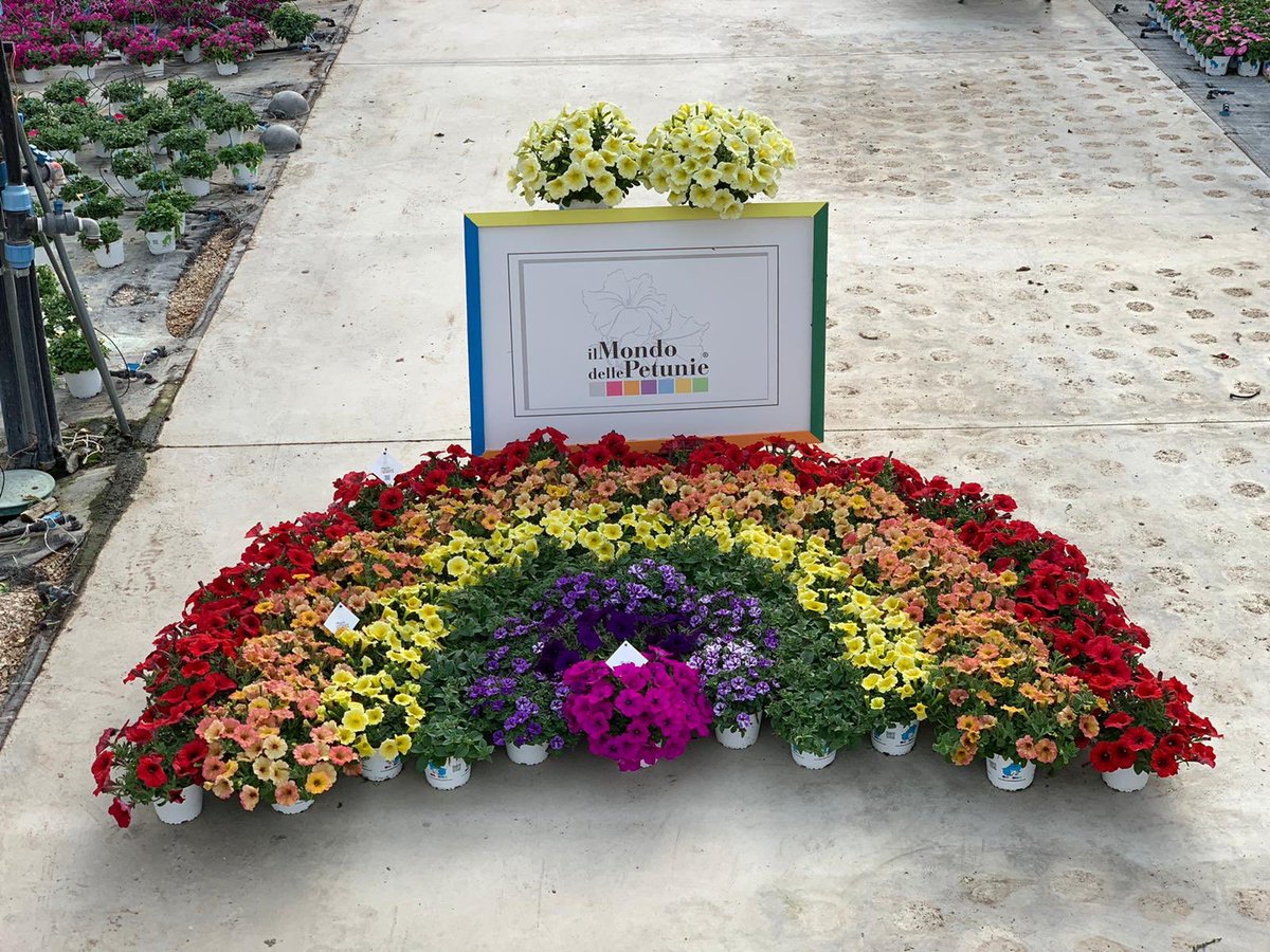 manuela20ricci's tweet photo. #stiamoacasa #sabaudia 
Segnalo questa 𝘽𝙚𝙡𝙡𝙞𝙨𝙨𝙞𝙢𝙖 𝙞𝙣𝙞𝙯𝙞𝙖𝙩𝙞𝙫𝙖 de  @ilmondodellepetunie 
Un’azienda di produzione florovivaistica locale che donerà ai cittadini le piante per colorare  balconi 
 #vivalitalia 
#comunedisabaudia #parconazionaledelcirceo https://t.co/rU3dssBtM3