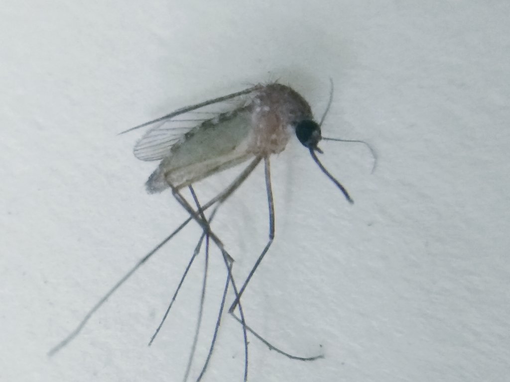 Edurafi's tweet photo. This dead mosquito I found in my house has d most beautiful compound eyes I have seen so far. Look at d colours, amazing! Photos taken with d Foldscope n stitched together. Most probably it is Culex quinquefasciatus. #scicomm #science #sciencetwitter #AcademicTwitter https://t.co/fhC8iQ90ek