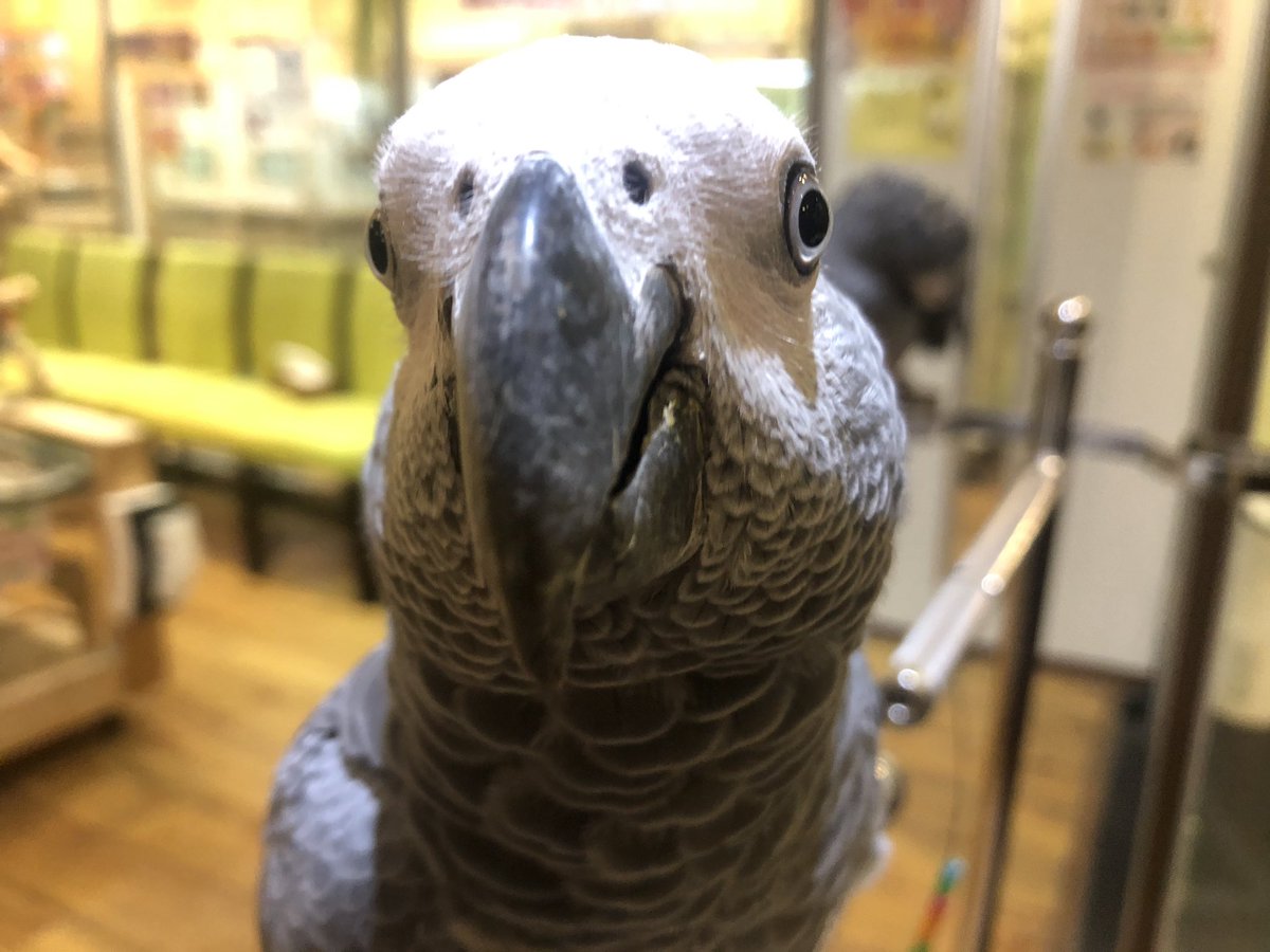 えとぴりかosaka 販売中の鳥さん ヨウムの女の子 お顔が丸いつゆちゃんと スリムなプティちゃんです とても優しくステップアップも上手です つゆちゃんは つゆ おはよぉ プティちゃんは プティ かわいい など お喋りも上手です