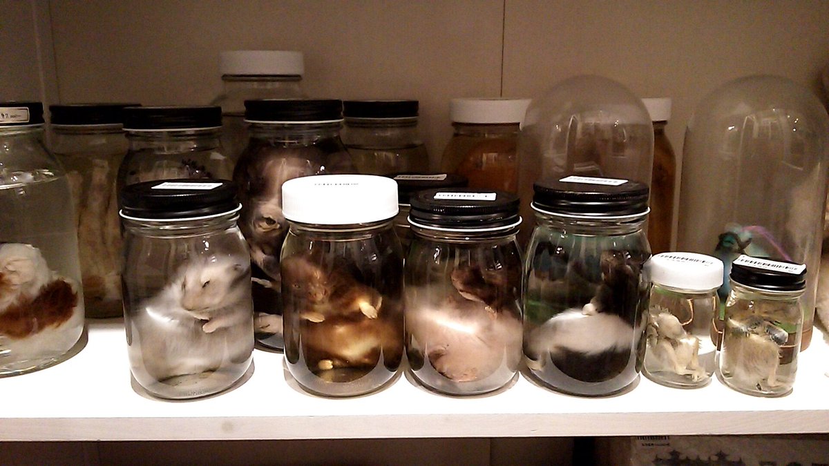 本日ヴァニラ画廊さんで販売していただいておりますビン詰標本の薬品を