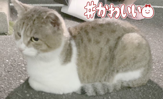 猫可愛いのtwitterイラスト検索結果 古い順 猫可愛いのtwitterイラスト検索結果 古い順