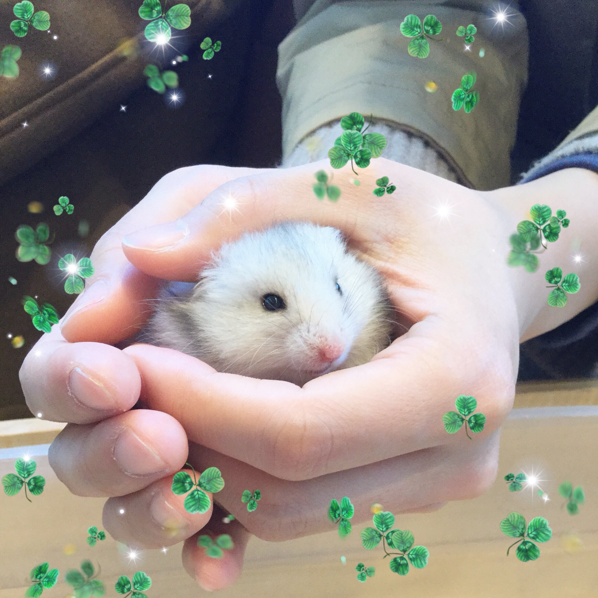 ハムスターカフェ Mogumogu ゴールデンハムスターさんのお迎えが決まりました まだちょびっと人見知りのシルバーちゃんです お家にはジャンガリアンさんがいるそうですよ たくさん遊んでもらってね いってらっしゃい