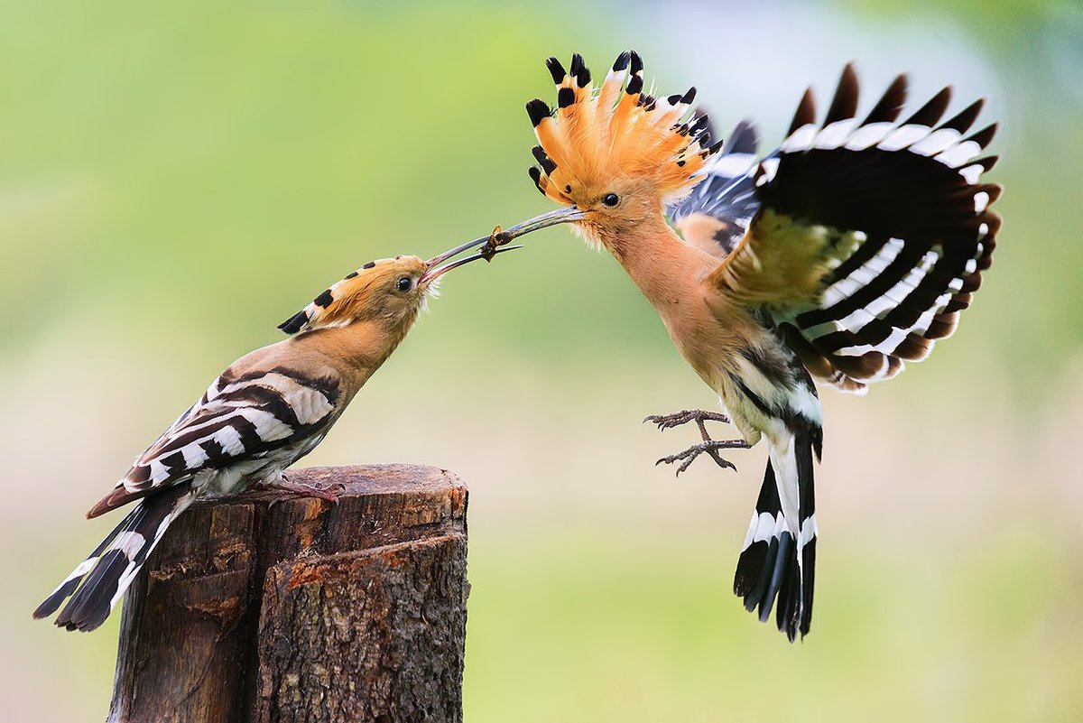 Photographer (@photo5065) on Twitter photo 