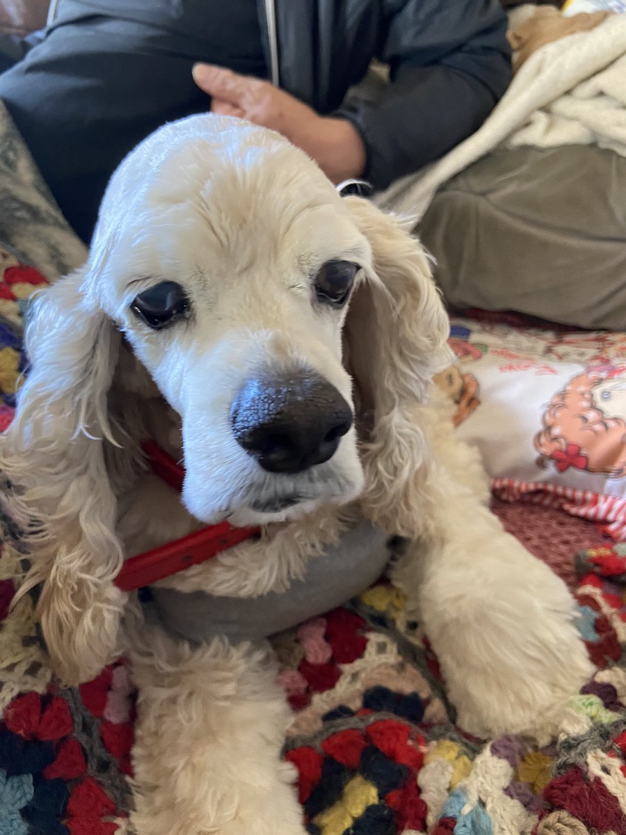 シコリ Twitter Search