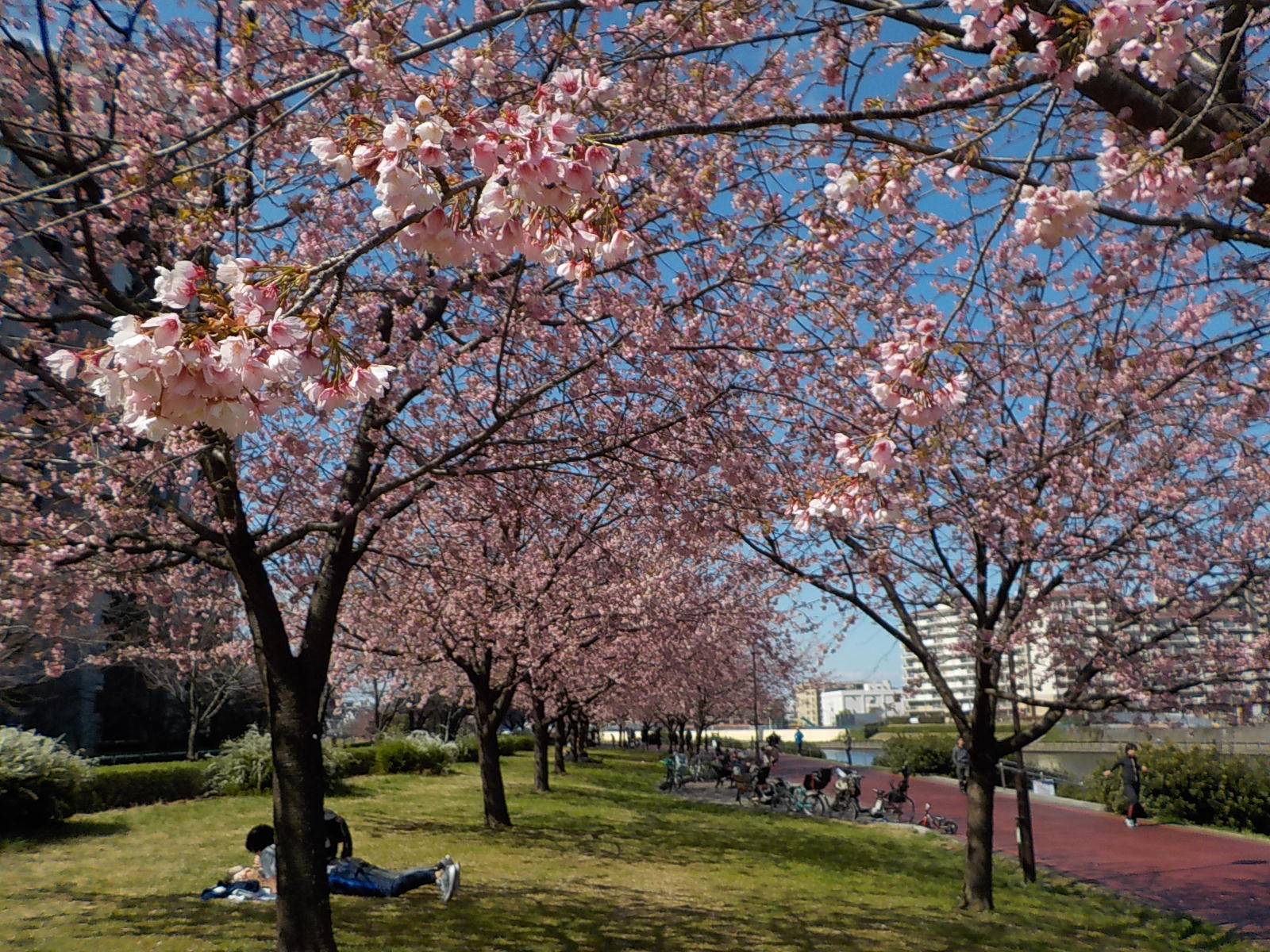 都立汐入公園 オオカンザクラ 大寒桜 千住汐入大橋付近にオオカンザクラのトンネル がございます 満開です 荒川区 東京sakuraプロジェクト Cherryblossom Tokyo 桜 桜見頃 T Co Am2gsj9q0z Twitter