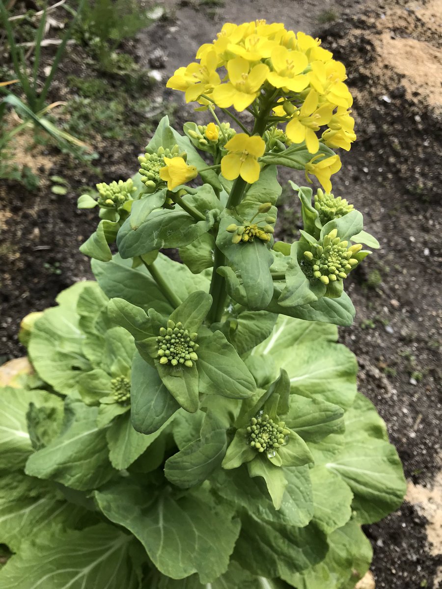 Cocoapiyo على تويتر 白菜に花を咲かせた 花を見ると 何科の植物かよくわかる 葉は硬くなるが ツボミをサラダにすると美味しい 白菜 白菜の花 アブラナ科 Cocoapiyo على تويتر 白菜に花を咲かせた 花を見ると 何科の植物かよくわかる 葉は硬くなるが ツボミをサラダにすると美味しい 白菜 白菜の花 アブラナ科