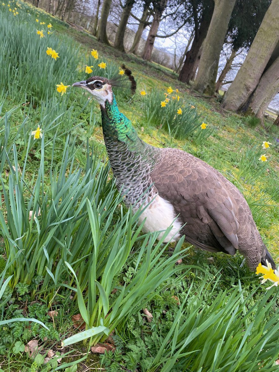 Our lovely Pip was spotted have a stroll down daffodil hill this morning!
We are all set and ready for another busy Sunday full of roast dinners and afternoon tea 🤤 🍰 🍽️ 

We strongly recommend making a reservation with us to avoid disappointment! 🥂🍻Telephone 01302 866822