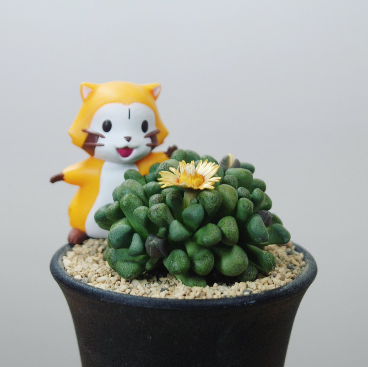 illdependent's tweet photo. 🌱#AloinopsisSchooneesii
#Flowers 🌼 #bloom #mesembs #succulents #plants #design #botanical #green #art #figures #toys #kawaii #Raccoon #toyphotography
・
🌱#アロイノプシススクーネーシー #唐扇 #花 #メセン #多肉植物 #ボタニカル #フィギュア #あらいぐまラスカル #ラスカル #オモ写 https://t.co/hRZJ52hWqi