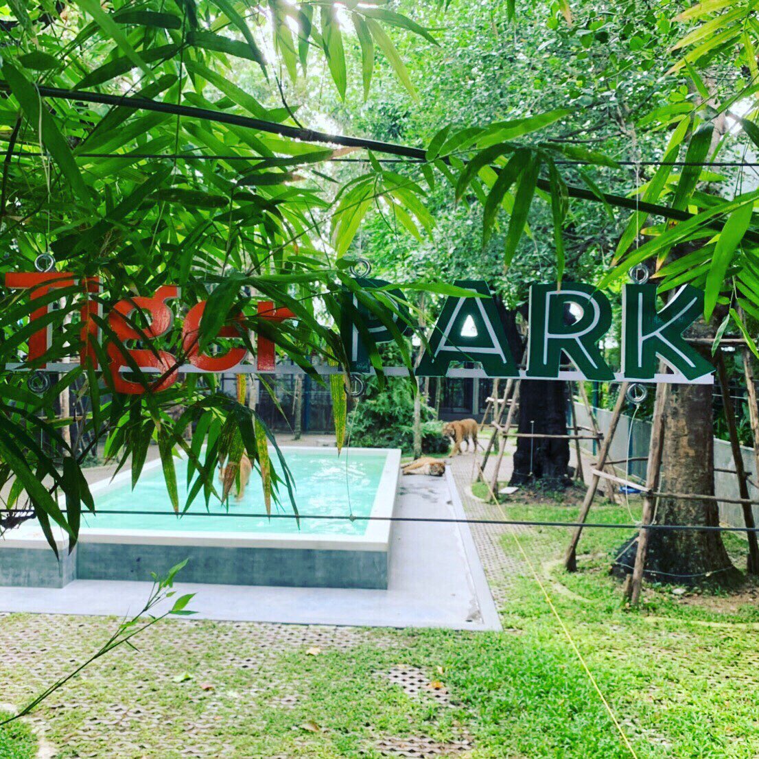 ASASaaa2223's tweet image. 有名なタイガーパークきました！
ちびトラと戯れれる😄