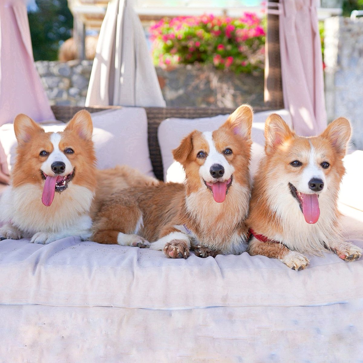Corgi Valentine And Arrow (@CorgiValentine) / Posts / X