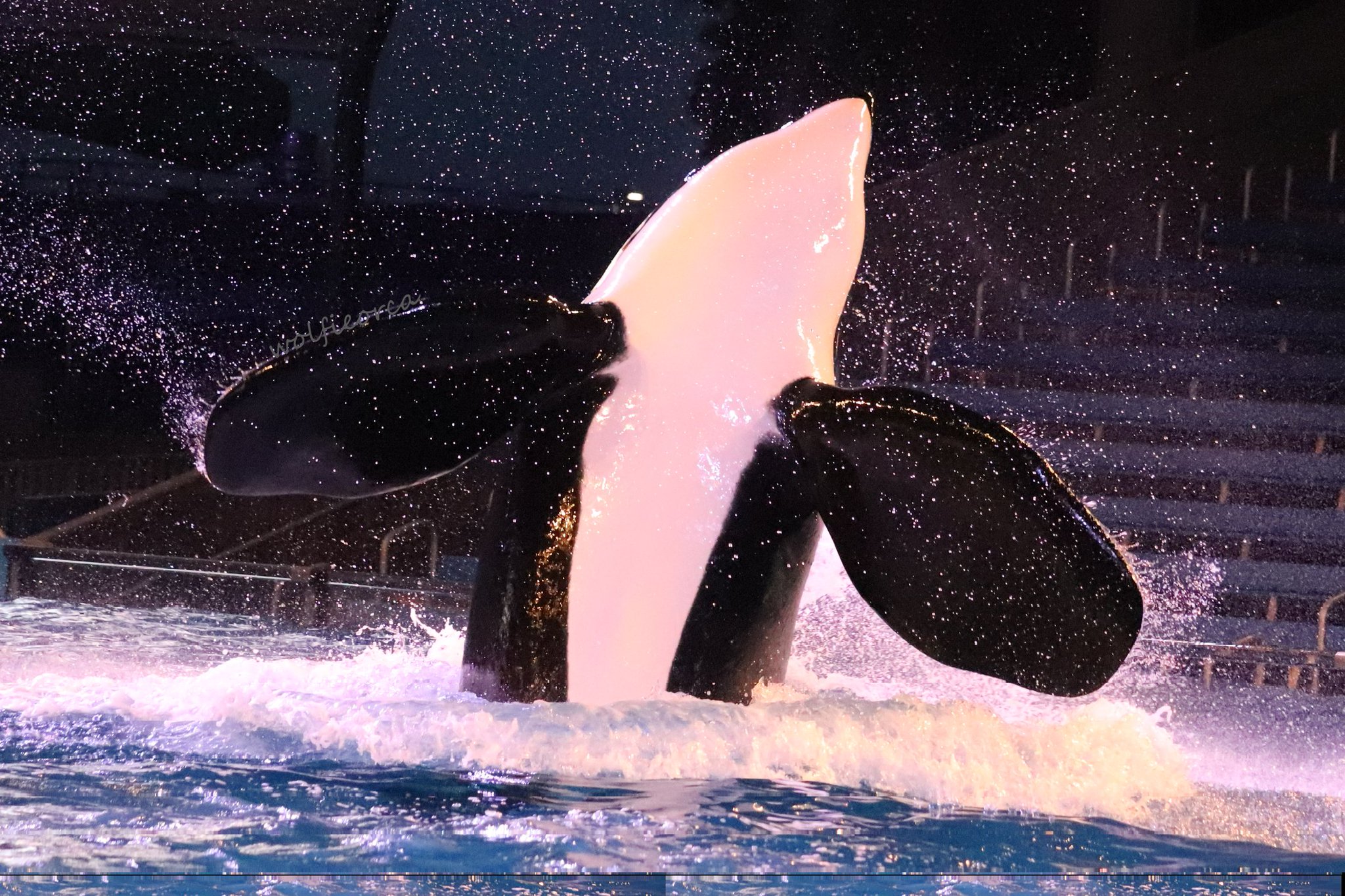 Wolfie カユーケット ティリクムの最初の子どもで28歳 サンアントニオで一番大きいシャチです 綴りは Kyuquot 初見で発音が分からないシャチtop3に入りそう笑